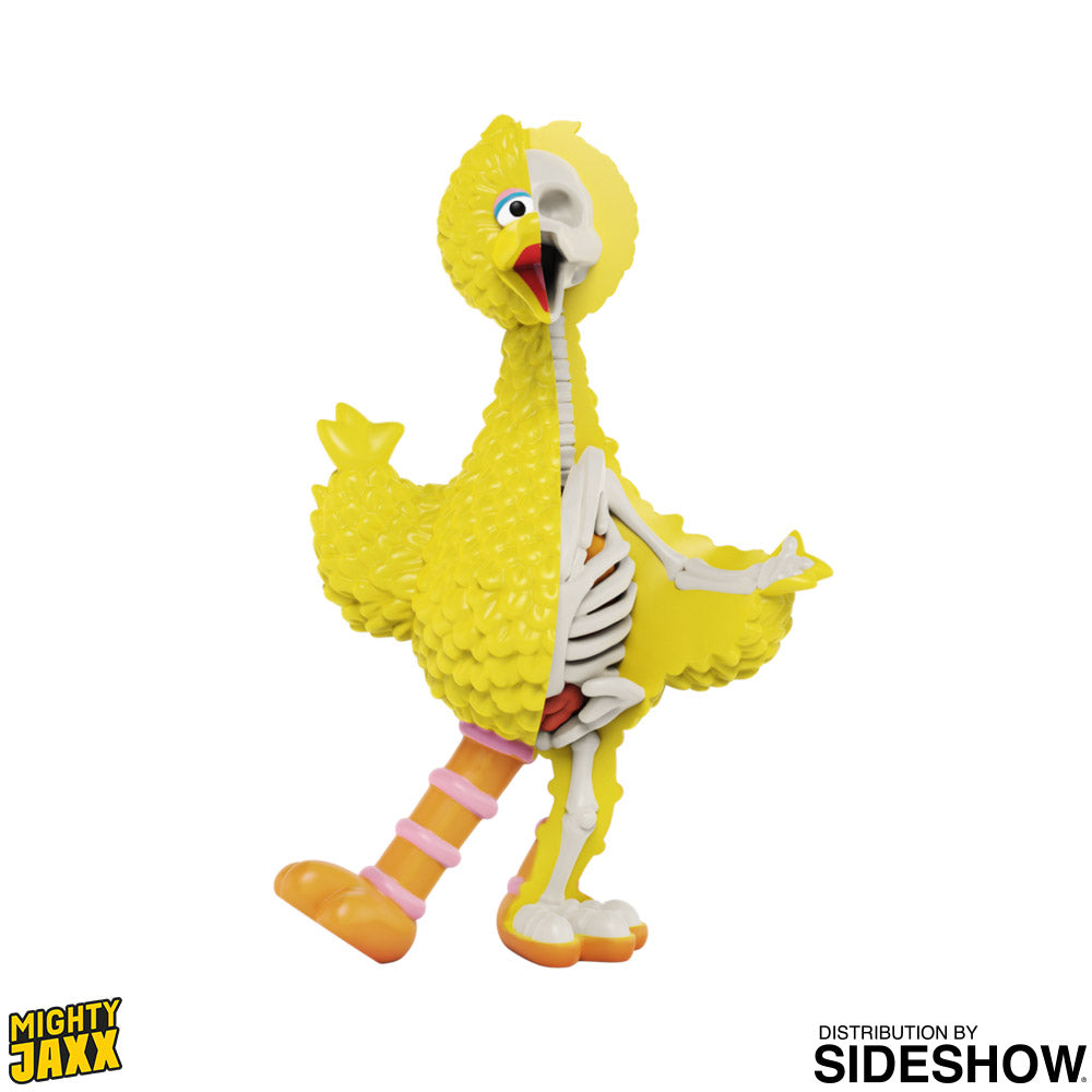 XXRAY Plus Sesame Street Anatomical-